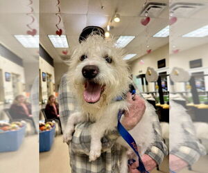 Shih Tzu-Unknown Mix Dogs for adoption in Mundelein, IL, USA