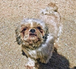 Shih Tzu Dogs for adoption in Portland, OR, USA