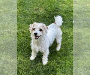 Mutt Dogs for adoption in Bellingham, WA, USA