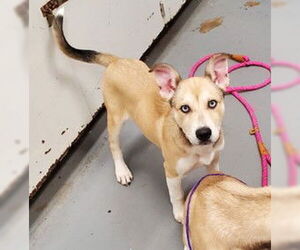 American Pit Bull Terrier-Siberian Husky Mix Dogs for adoption in Peoria, IL, USA