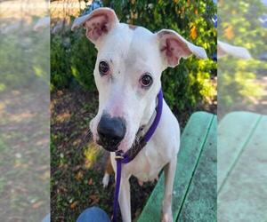 American Pit Bull Terrier-Unknown Mix Dogs for adoption in Ocala, FL, USA