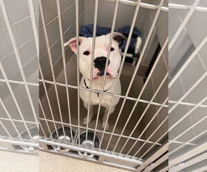 American Pit Bull Terrier Dogs for adoption in Virginia Beach, VA, USA