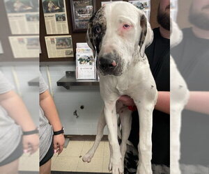 Catahoula Leopard Dog-Unknown Mix Dogs for adoption in Stockton, CA, USA
