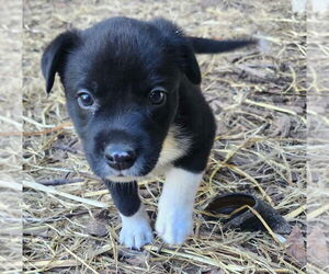 Mutt Dogs for adoption in Paso Robles, CA, USA