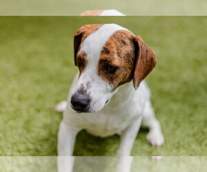 Basset Hound-Labrador Retriever Mix Dogs for adoption in Canton, CT, USA