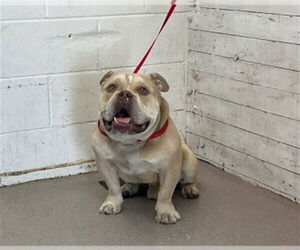 Bulldog Dogs for adoption in San Bernardino, CA, USA