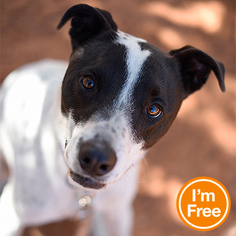 Border Collie-Unknown Mix Dogs for adoption in Kanab, UT, USA