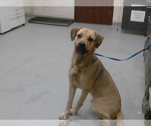 Anatolian Shepherd-Unknown Mix Dogs for adoption in Fayetteville, NC, USA