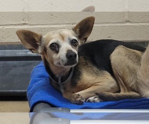 Chihuahua-Unknown Mix Dogs for adoption in Martinez, CA, USA