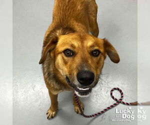 Retriever -Unknown Mix Dogs for adoption in Washington, DC, USA