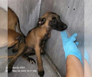 Mutt Dogs for adoption in San Antonio, TX, USA