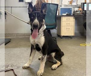 Mutt Dogs for adoption in Camarillo, CA, USA