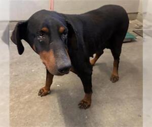 Doberman Pinscher Dogs for adoption in Camarillo, CA, USA