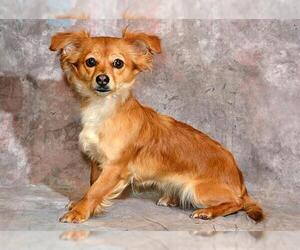 Chihuahua-Unknown Mix Dogs for adoption in West Valley, UT, USA