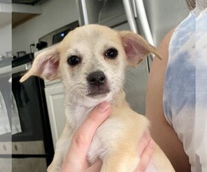 Chiweenie Dogs for adoption in Glendale , AZ, USA
