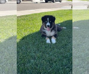 Australian Shepherd Dogs for adoption in San Diego, CA, USA