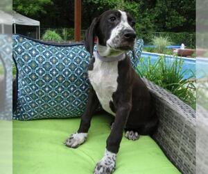 Lab-Pointer Dogs for adoption in Grovertown, IN, USA
