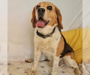 Beagle Dogs for adoption in Valley Village, CA, USA