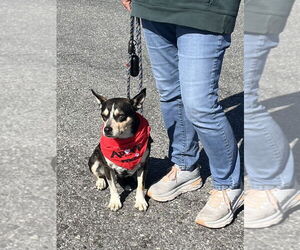 Mutt Dogs for adoption in Mooresville, NC, USA