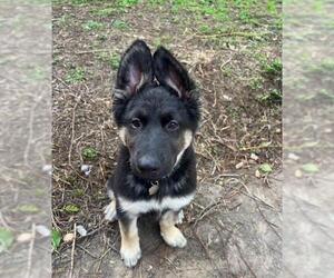German Shepherd Dog Dogs for adoption in Santa Maria, CA, USA