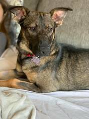 Plott Hound-Unknown Mix Dogs for adoption in Wyckoff, NJ, USA