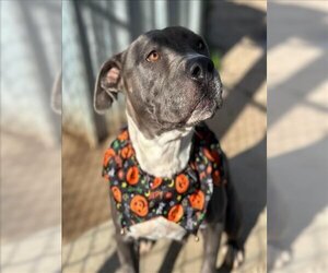 American Pit Bull Terrier-Unknown Mix Dogs for adoption in Oakdale, CA, USA