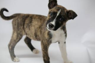 Medium Photo #1 Bull Terrier-Unknown Mix Puppy For Sale in Phoenix , AZ, USA