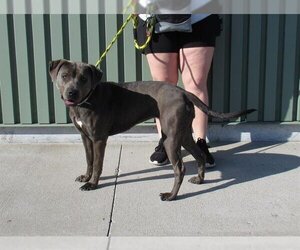 American Pit Bull Terrier Dogs for adoption in Louisville, KY, USA