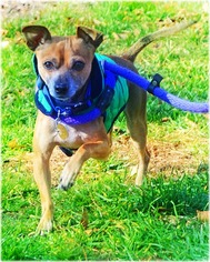 Chihuahua-Unknown Mix Dogs for adoption in Huntington, NY, USA