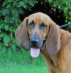 Bloodhound Dogs for adoption in Canton, CT, USA