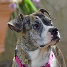 Bullboxer Pit Dogs for adoption in Fairport, NY, USA
