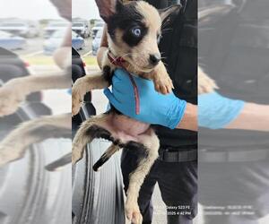 Huskies -Unknown Mix Dogs for adoption in San Antonio, TX, USA