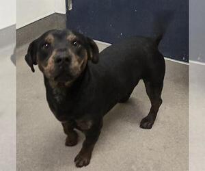 Mutt Dogs for adoption in HESPERIA, CA, USA