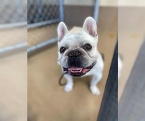 French Bulldog Dogs for adoption in Chula Vista, CA, USA