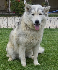 Alusky Dogs for adoption in Palo Alto, CA, USA