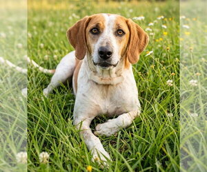 Beagle-Pointer Mix Dogs for adoption in Grovertown, IN, USA