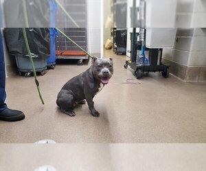 Medium Photo #1 American Pit Bull Terrier Puppy For Sale in Aurora, IL, USA
