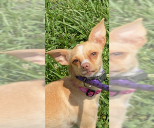 Chihuahua-Unknown Mix Dogs for adoption in Stafford, VA, USA