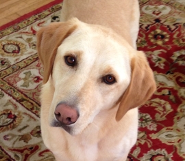 Small Labrador Retriever Mix