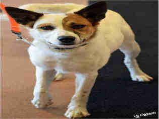 Ausky Dogs for adoption in Ogden, UT, USA