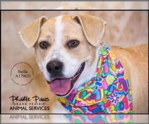 Labbe Dogs for adoption in Grand Prairie, TX, USA