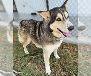 Siberian Husky Dogs for adoption in Temple, TX, USA