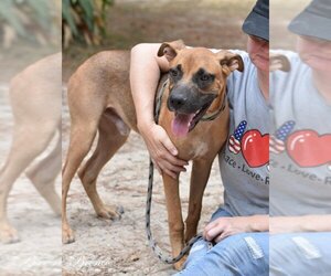 Mutt Dogs for adoption in Brewster, NY, USA