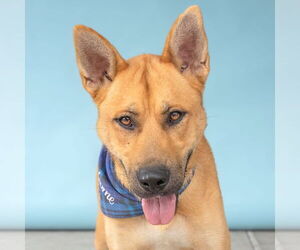 German Shepherd Dog-Unknown Mix Dogs for adoption in Pasadena, CA, USA