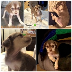 Doxie-Pin Dogs for adoption in Denton, TX, USA