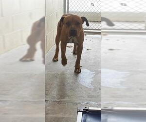 American Pit Bull Terrier Dogs for adoption in Ocala, FL, USA