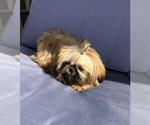 Shih Tzu Dogs for adoption in Wheaton, IL, USA