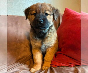 Labrador Retriever-Unknown Mix Dogs for adoption in Canton, CT, USA