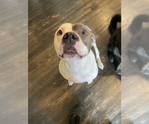Staffordshire Bull Terrier Dogs for adoption in Lee's Summit, MO, USA