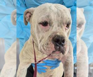 American Pit Bull Terrier Dogs for adoption in Bakersfield, CA, USA